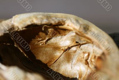 Nutshells