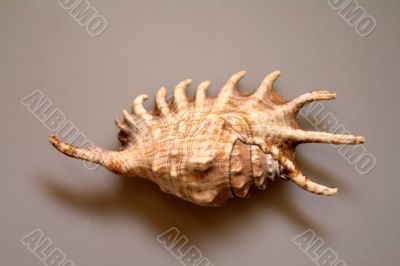 Nice Shell