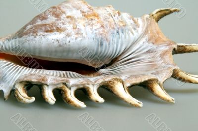 Nice Shell