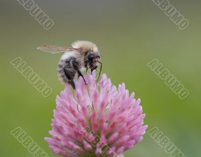 bumble bee