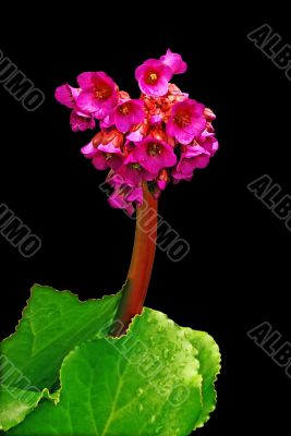Bergenia Red Star.