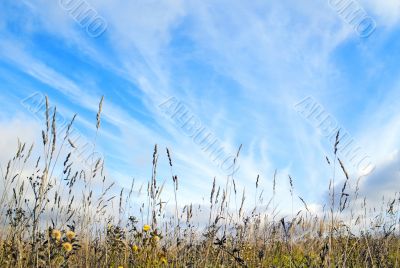 Among an autumn grass.