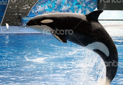 Killer Whale