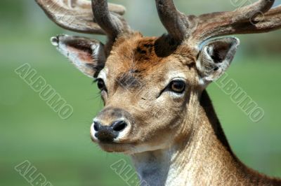 Deer Face
