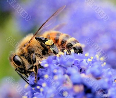 How to get a BUZZ