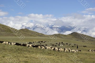 flock of sheep grazing in the field, Altay