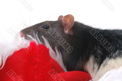 thinking about new year