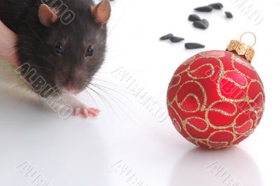 rat and a ball