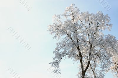 wind blossom