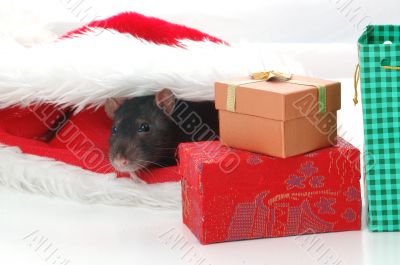 little santa