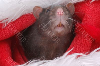 in the santa hat