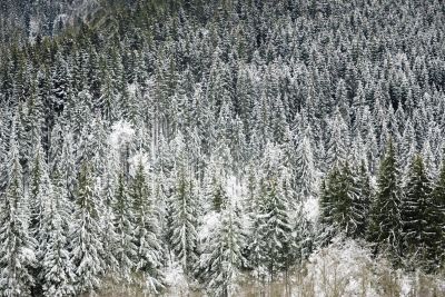 Snowy forest