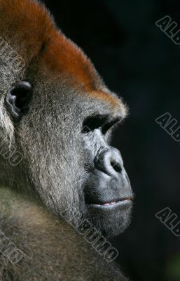 Gorilla