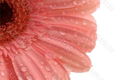 pink gerbera with a water drops isolated