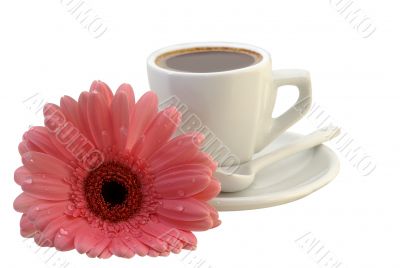 cup of coffee with a gerbera