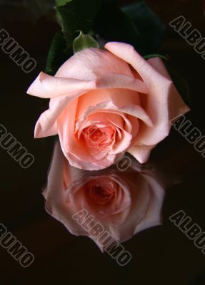 Red rose.
