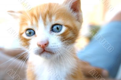 Kitten