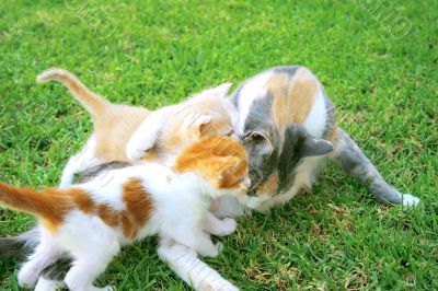 Mother cat and kittens