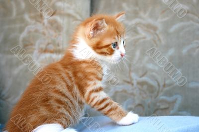 Kitten