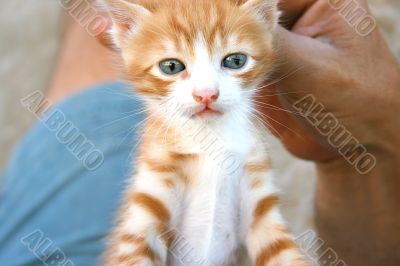 Kitten