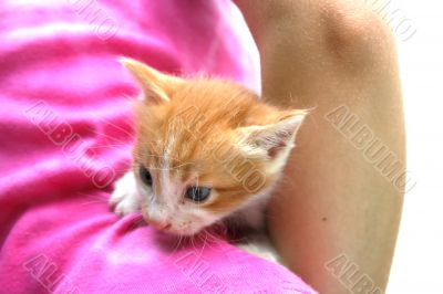 Kitten
