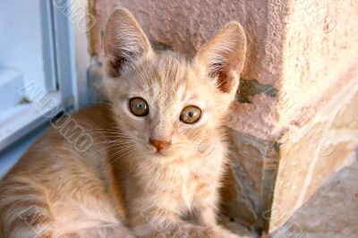 Kitten