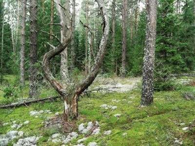 pine trident