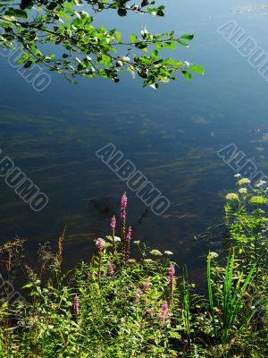 river and flowers