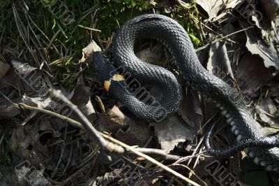 spring, grass snake and sun