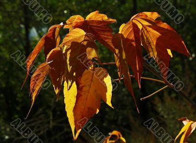 Yellow foliage