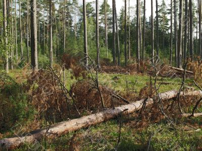 pine forest