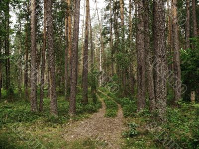 forest road