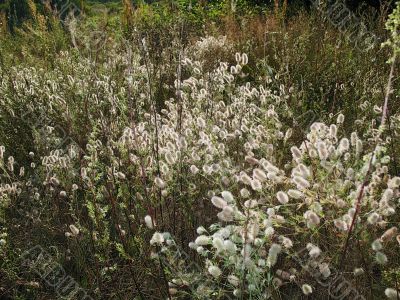 fluffy flowers