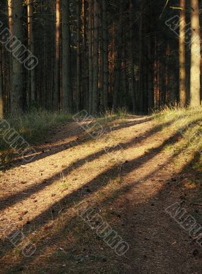 dark pine forest