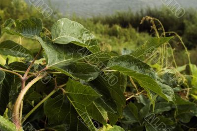 Leaves, drops , rain and river