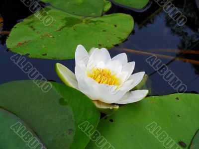 lake water and white lilia