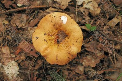 yellow mushroom