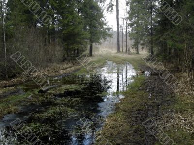 Spring forest