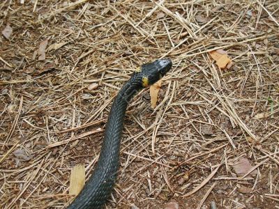snake motion