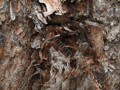 pine cortex