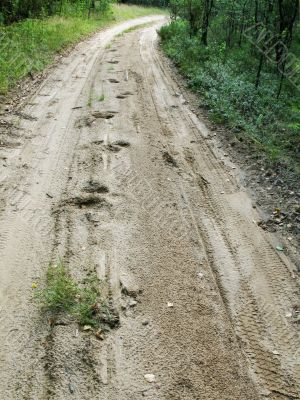 forest sand road