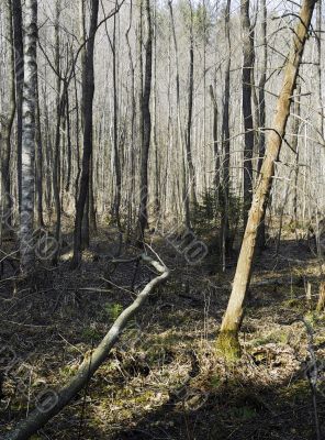 wildness forest