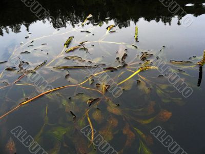 algaes and sky reflection