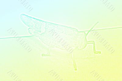 abstract background with scene grasshopper