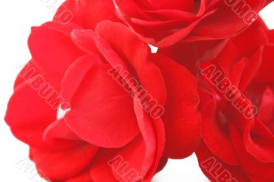 Roses