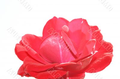 Red rose