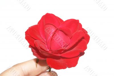 Red rose