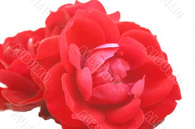 Red roses