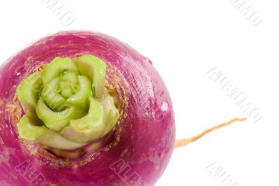 Turnip Bulb
