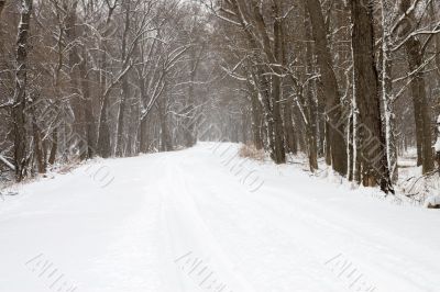 Forest Road in Winter